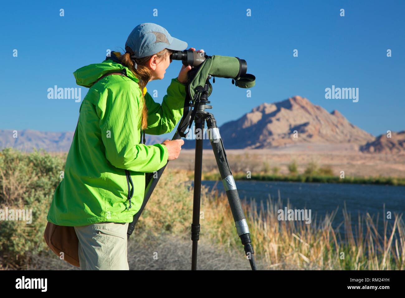 Birder mit Spektiv, Stadt der Henderson Vogelbeobachtung bewahren, Nevada. Stockfoto