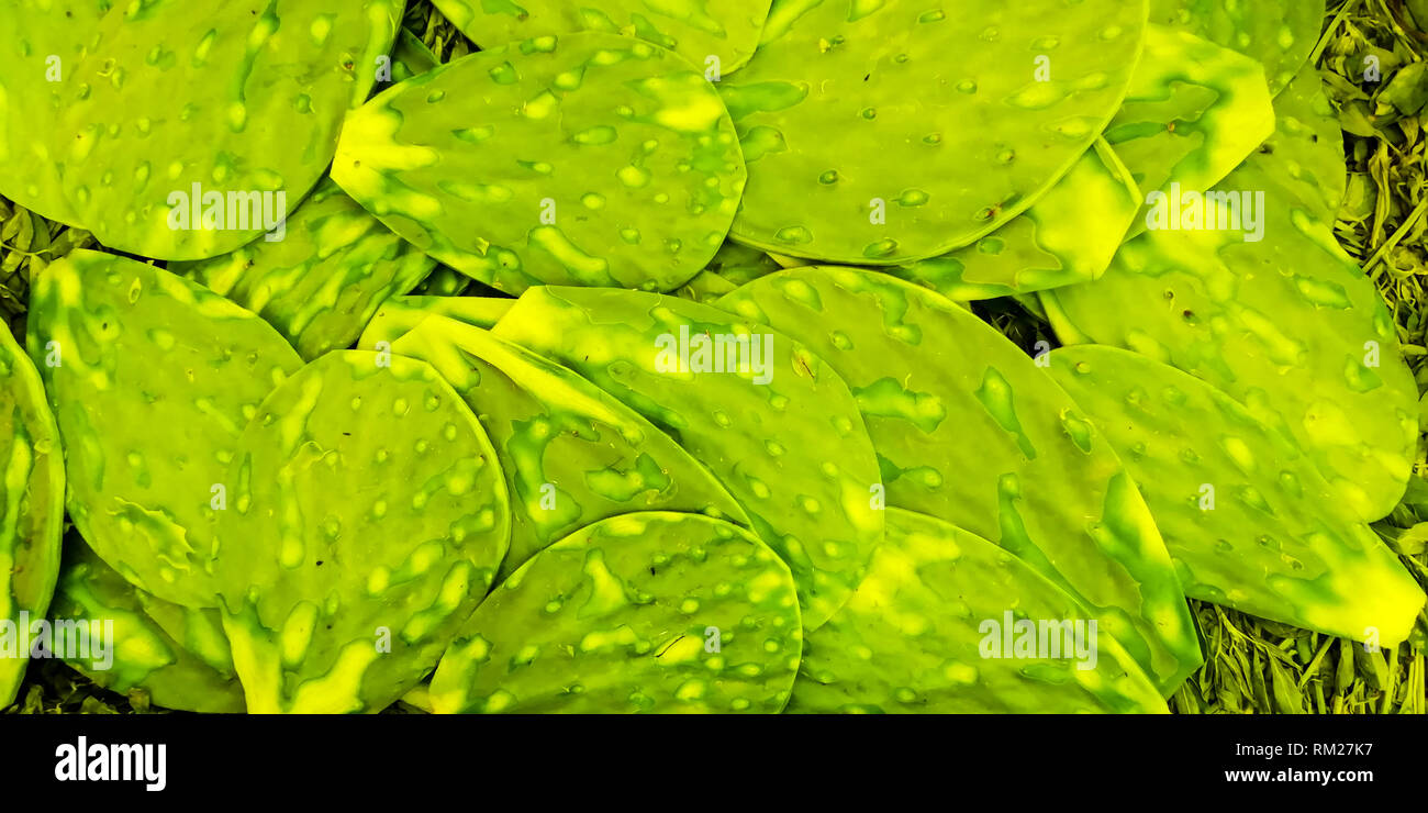 Ein Stapel von frischem Nopales, Kaktus bereit zum Verkauf ohne Stacheln Stockfoto