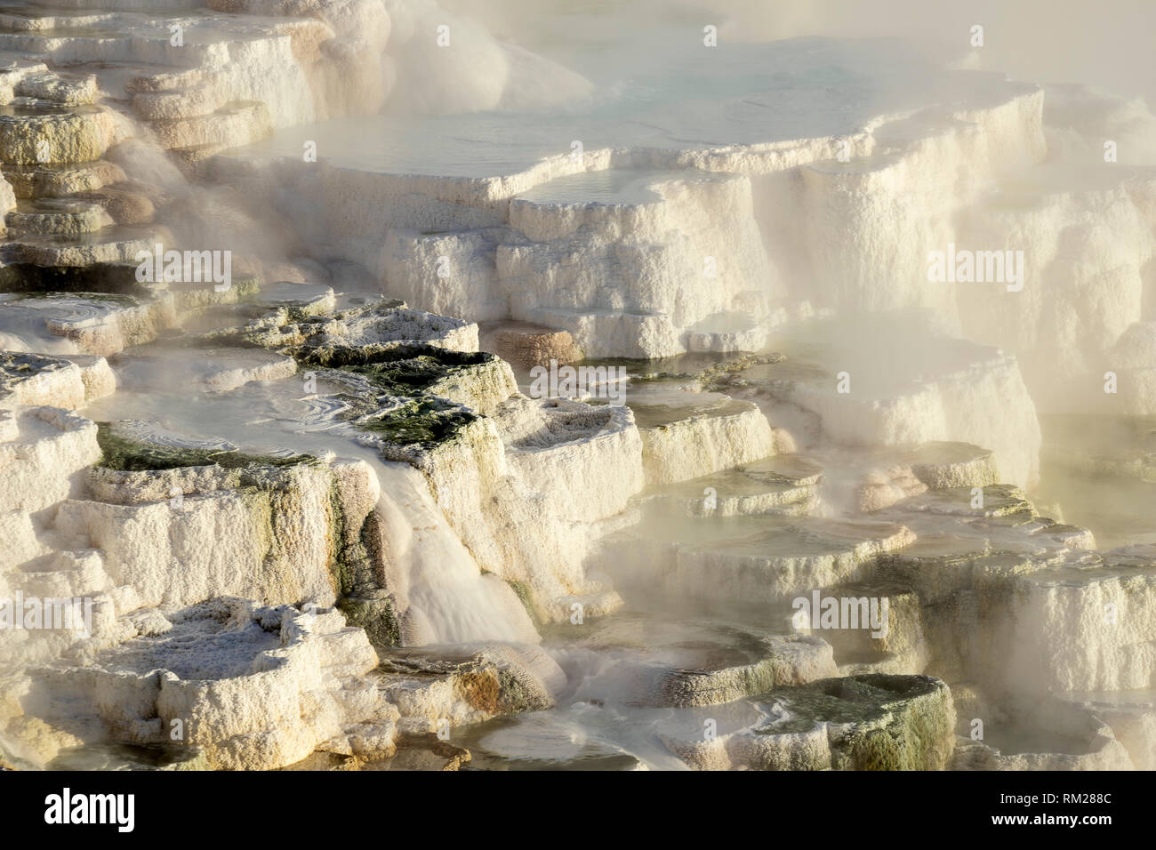 WY 03623-00 ... WYOMING - oberen Terrassen von Mammoth Hot Springs, Yellowstone National Park. Stockfoto