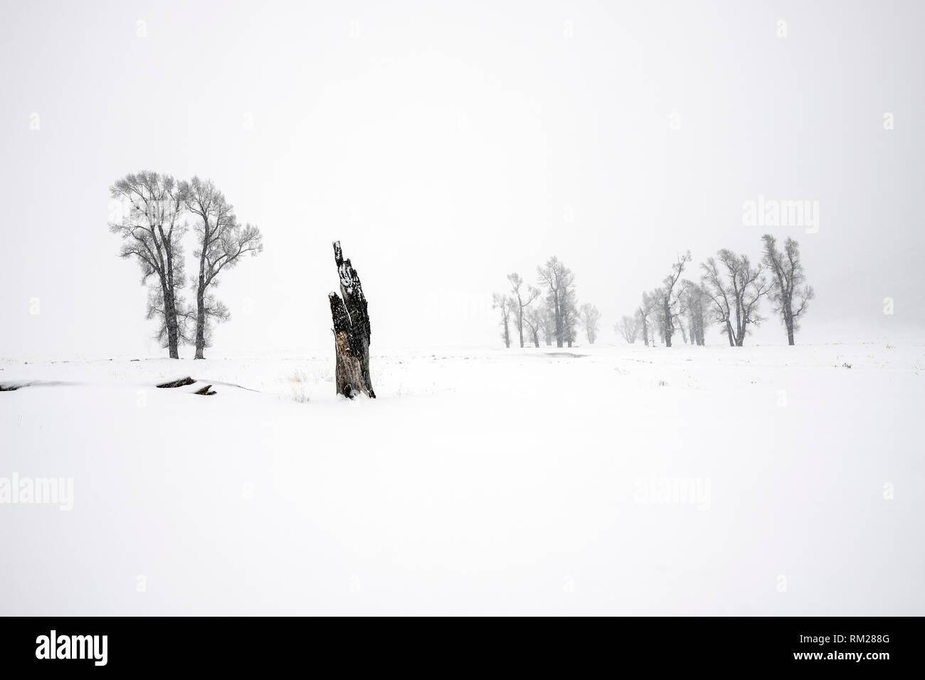 WY 03624-00 ... WYOMING - Cottonwood Bäumen während eines Schneesturms im Lamar Tal des Yellowstone National Park. Stockfoto