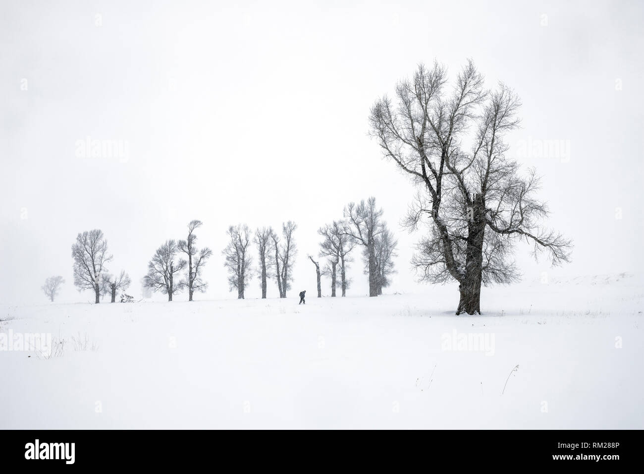 WY 03626-00 ... WYOMING - Cottonwood Bäumen während eines Schneesturms im Lamar Tal des Yellowstone National Park. Stockfoto