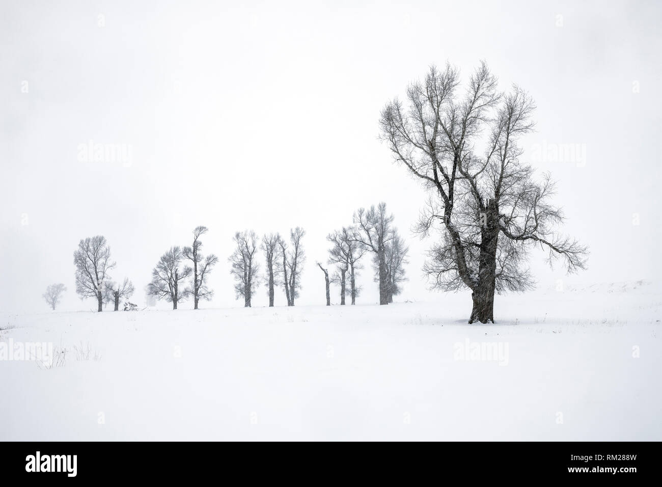 WY 03627-00 ... WYOMING - Cottonwood Bäumen während eines Schneesturms im Lamar Tal des Yellowstone National Park. Stockfoto