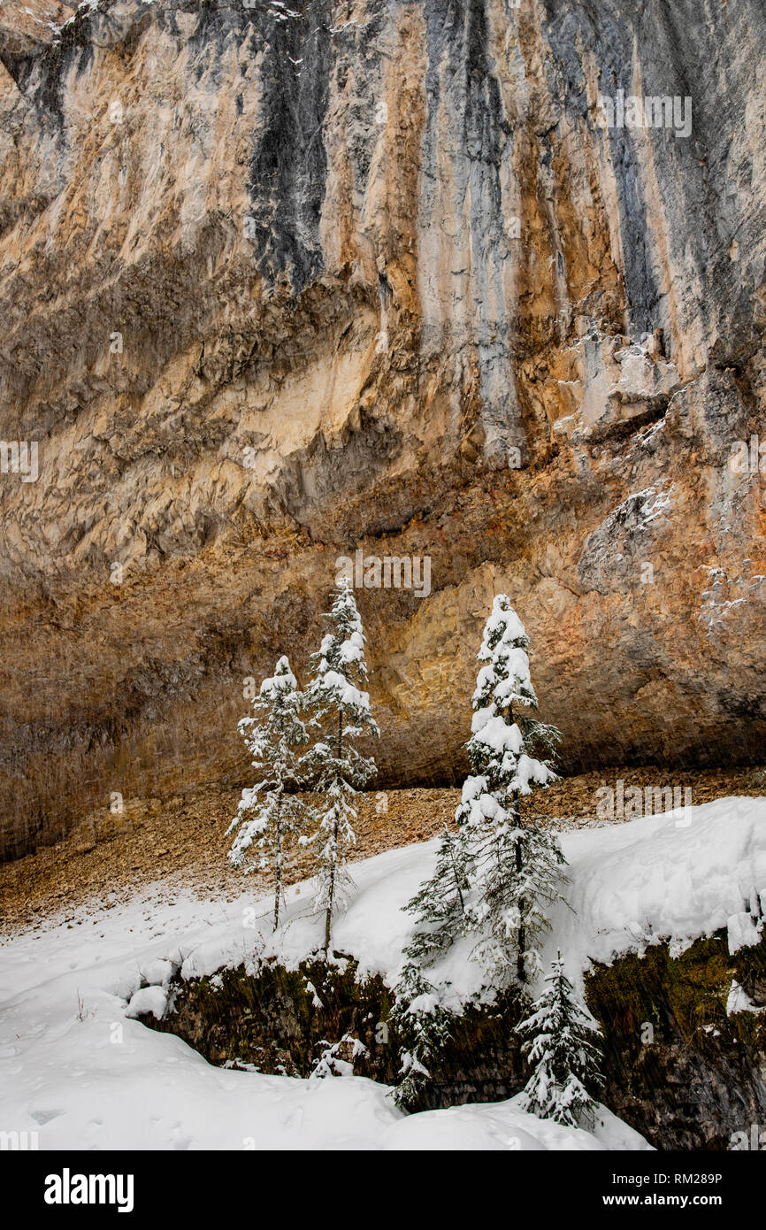 WY 03628-00 ... WYOMING - Bäume in Pebble Creek Canyon, Yellowstone National Park. Stockfoto