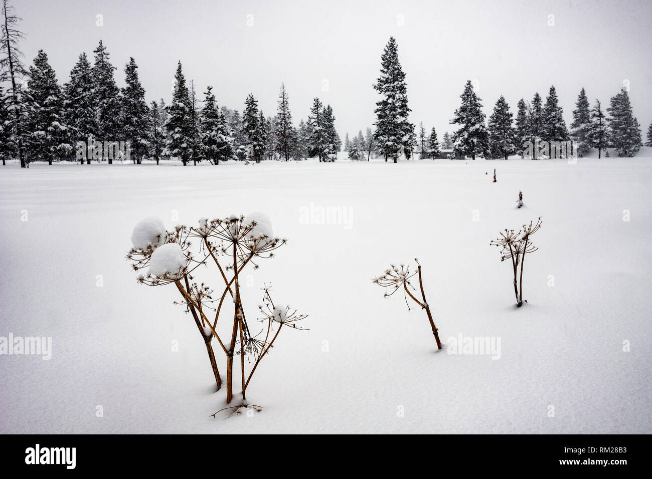 WY 03633-00 ... WYOMING - schneebedeckten Feld in Pebble Creek Campground im Yellowstone National Park. Stockfoto