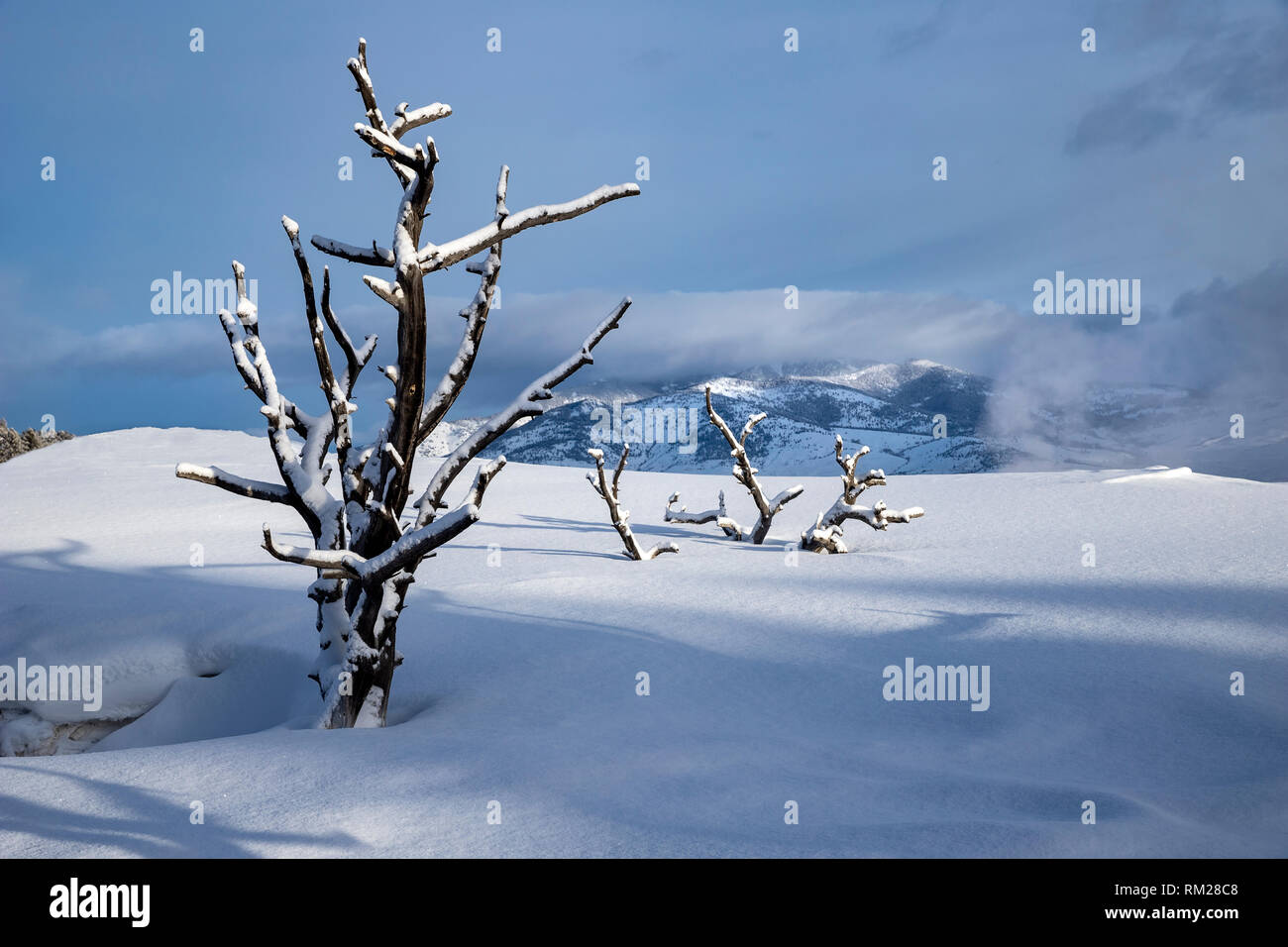 WY 03638-00 ... WYOMING - Schnee oberen Terrassen von Mammoth Hot Springs, Yellowstone National Park. Stockfoto