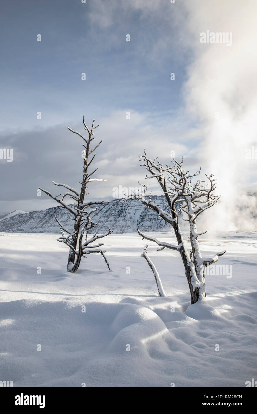WY 03640-00 ... WYONING - Schnee oberen Terrassen von Mammoth Hot Springs, Yellowstone National Park. Stockfoto
