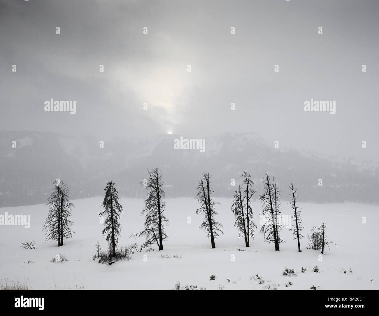 WY 03647-00 ... WYOMING - stürmischen Tag im Lamar Tal des Yellowstone National Park Stockfoto