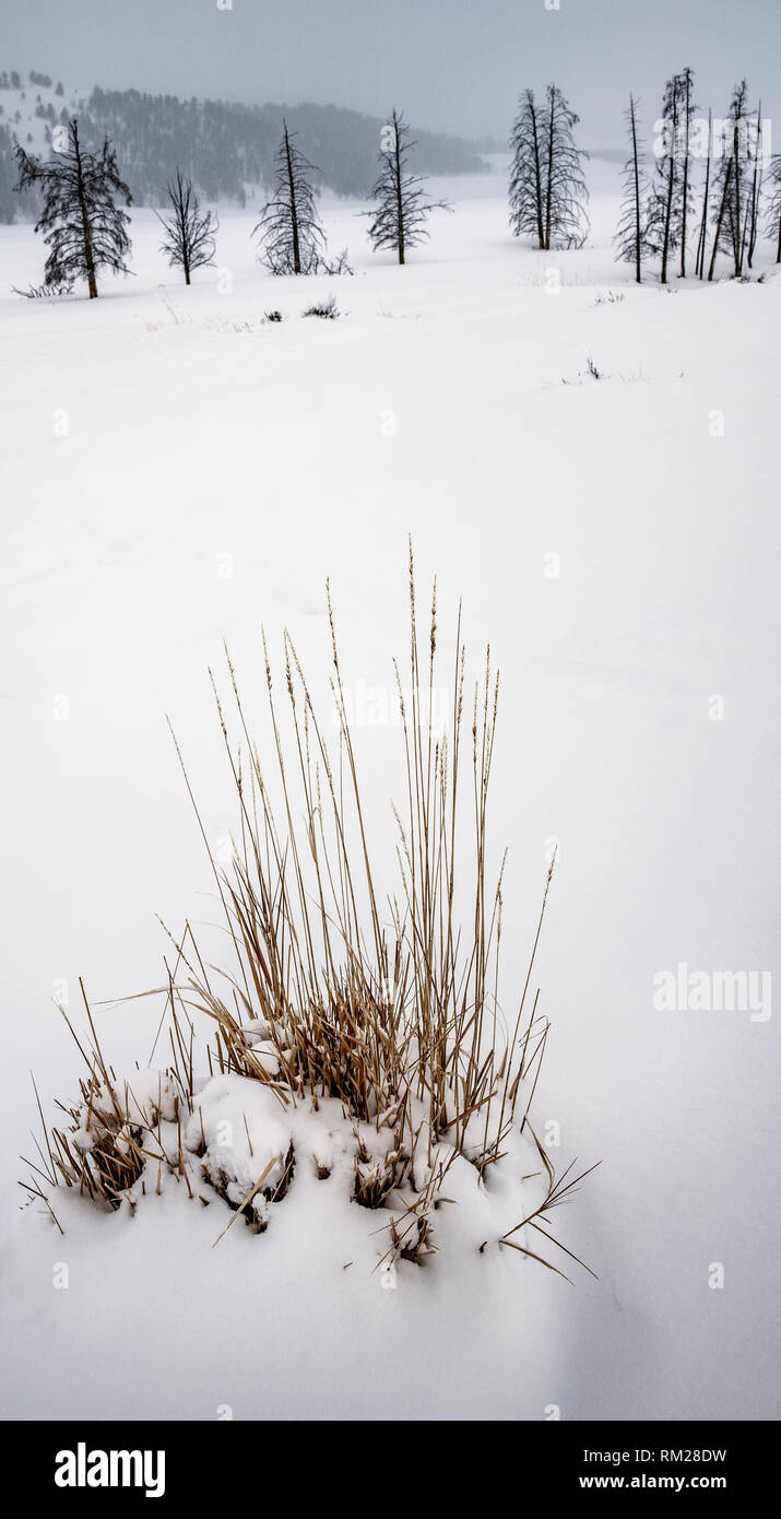 WY 03648-00 ... WYOMING - stürmischen Tag im Lamar Tal des Yellowstone National Park Stockfoto