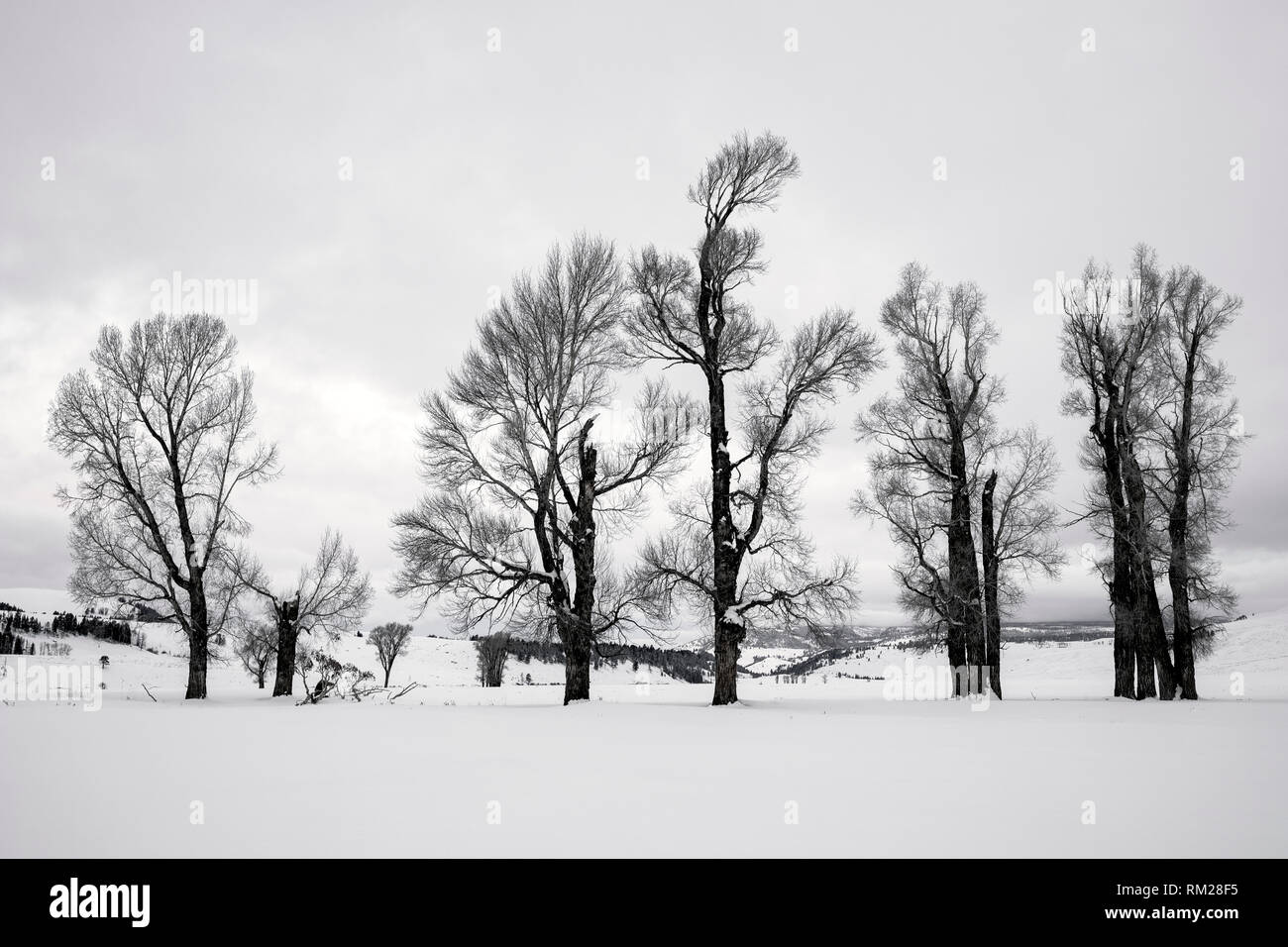 WY 03652-00 ... WYOMING - Cottonwood Bäumen im Lamar Tal des Yellowstone Natrional Park. Stockfoto