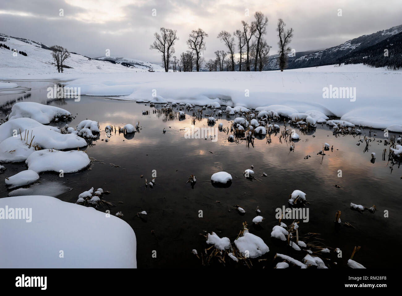 WY 03653-00 ... WYOMING - Pappeln entlang der Lamar River im Yellowstone National Park. Stockfoto