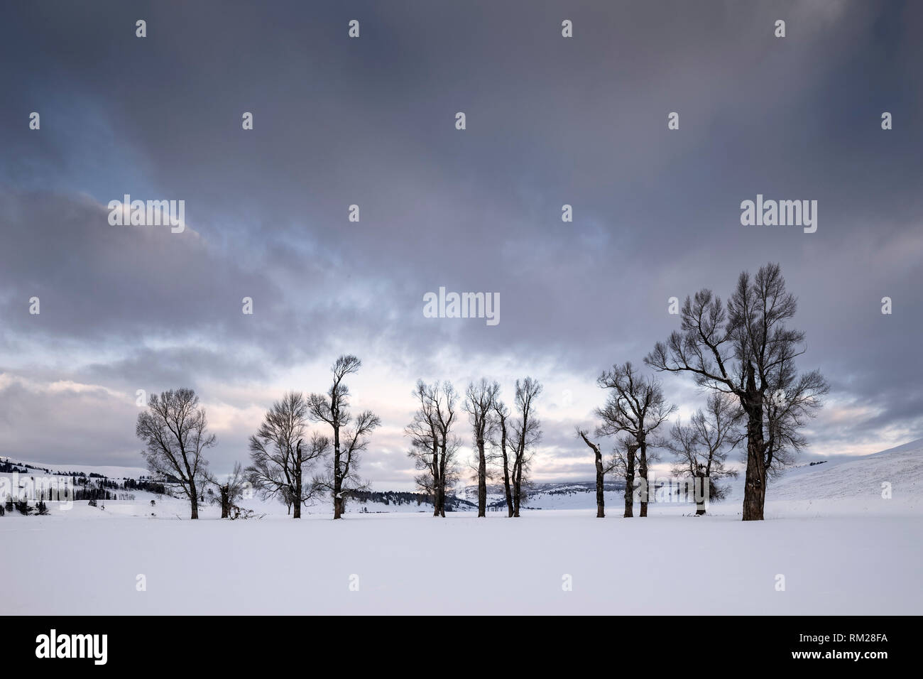 WY 03654-00 ... WYOMING - Cottonwood Bäumen im Lamar Tal des Yellowstone National Park. Stockfoto