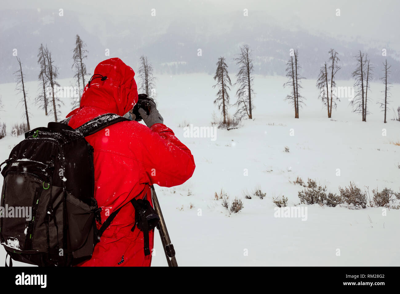 WY 03655-00 ... WYOMING - Fotograf im Lamar Tal des Yellowstone National Park. Stockfoto