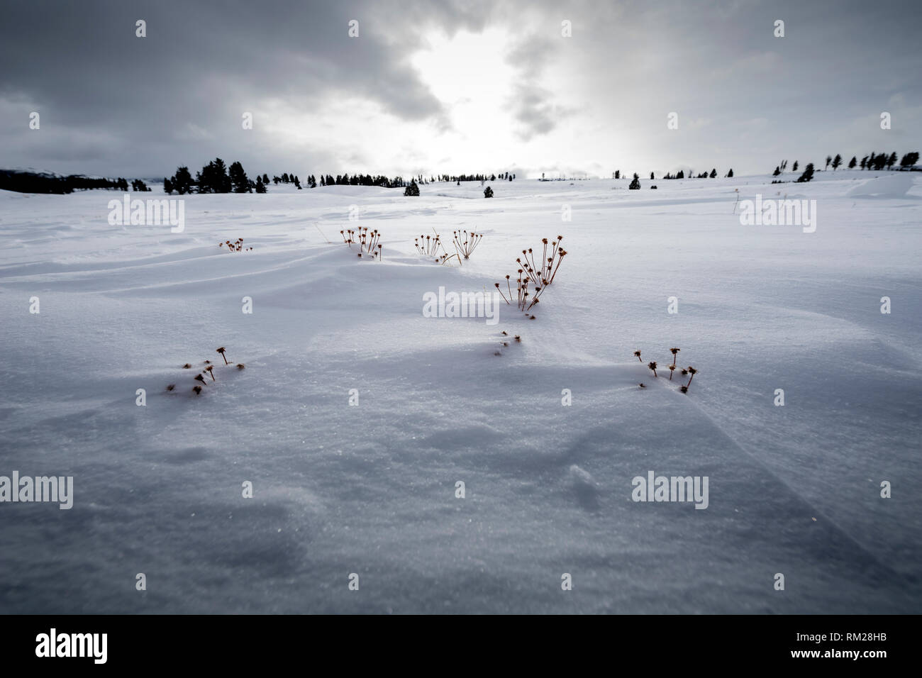 WY 03615-00 ... WYOMING - schneebedeckte Bergrücken im Blacktail Rotwild Plateau in Yellowstome National Park. Stockfoto