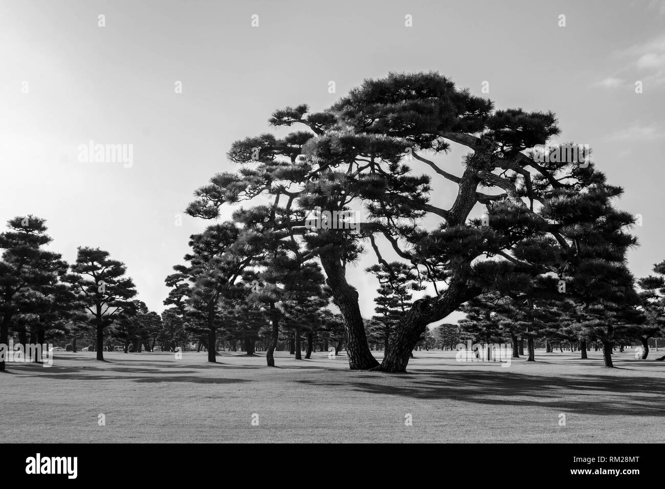 Japanische Schwarzkiefer auf dem Rasen des Imperial Palace, Tokio, Japan - Graustufen, leichter Filter Stockfoto