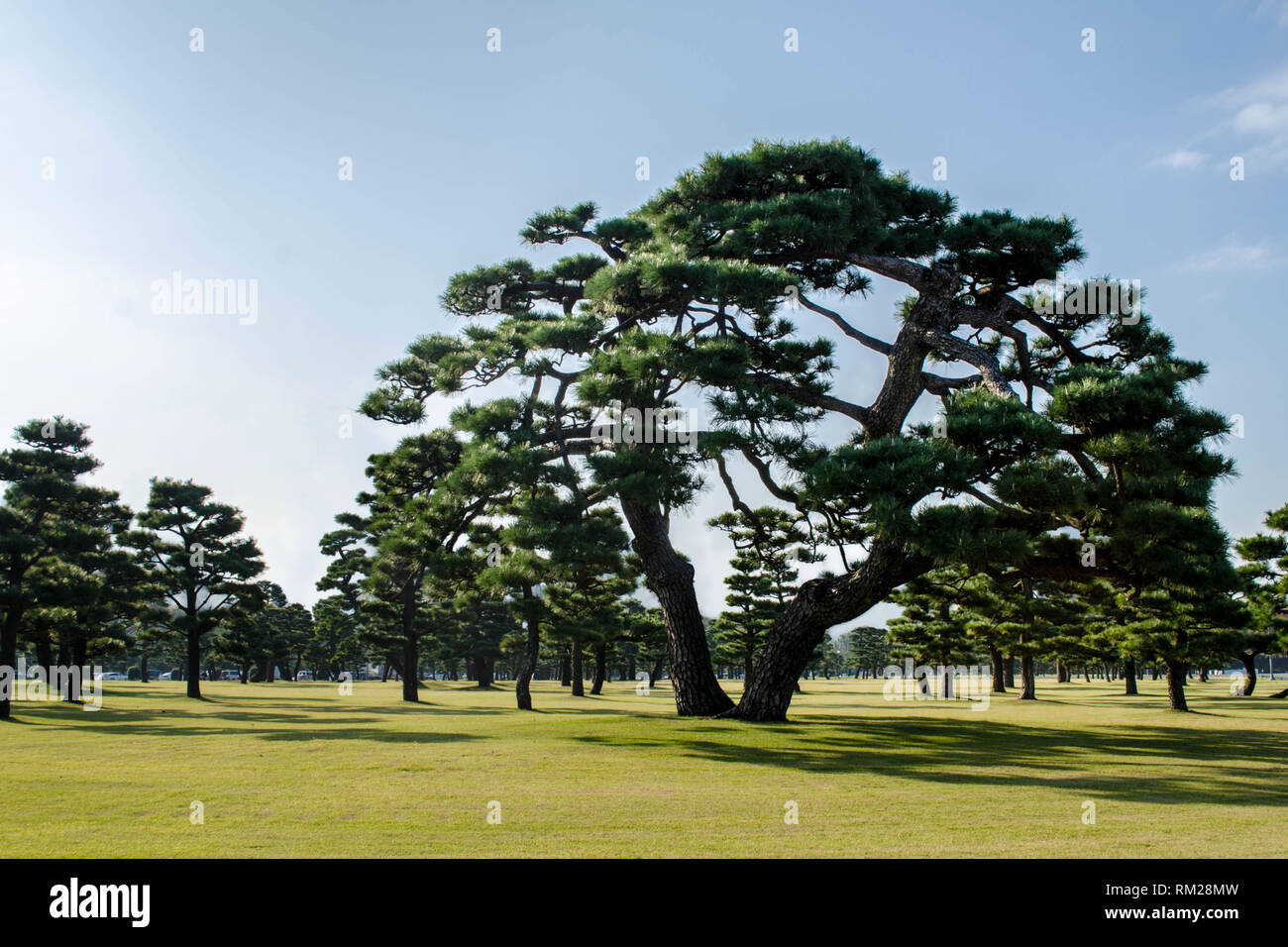 Japanische Schwarzkiefer auf dem Rasen des Imperial Palace, Tokio, Japan Stockfoto