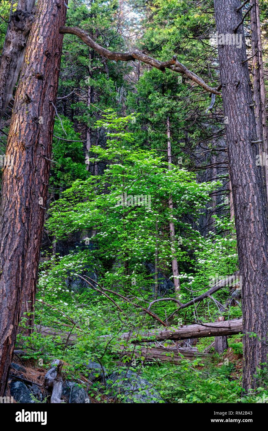 Hartriegel im Yosemite NP Wald, USA. Stockfoto