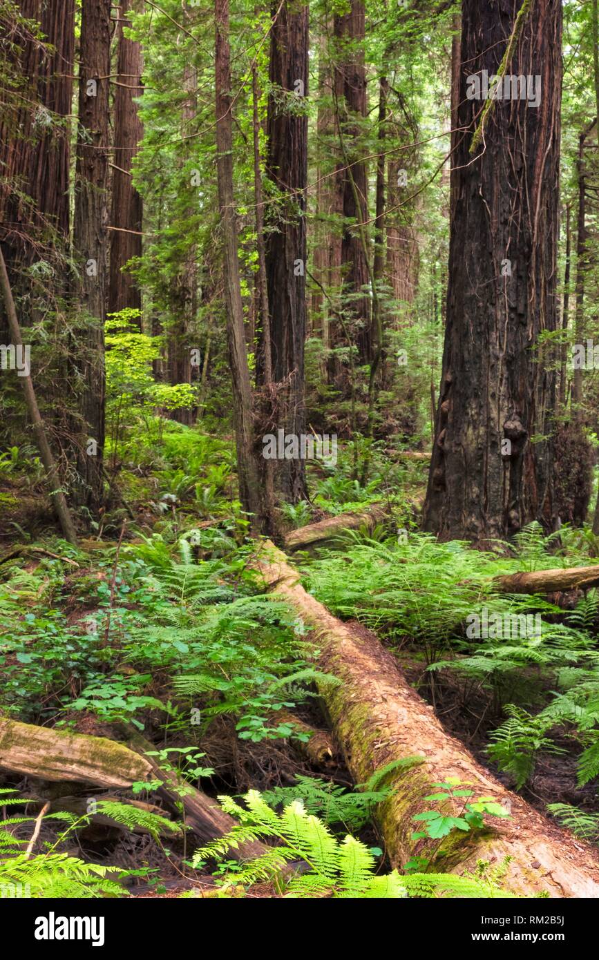 Riesige Mammutbäume, Sequoia sempervirens, entlang der Straße der Riesen im Norden von Kalifornien, USA. Stockfoto