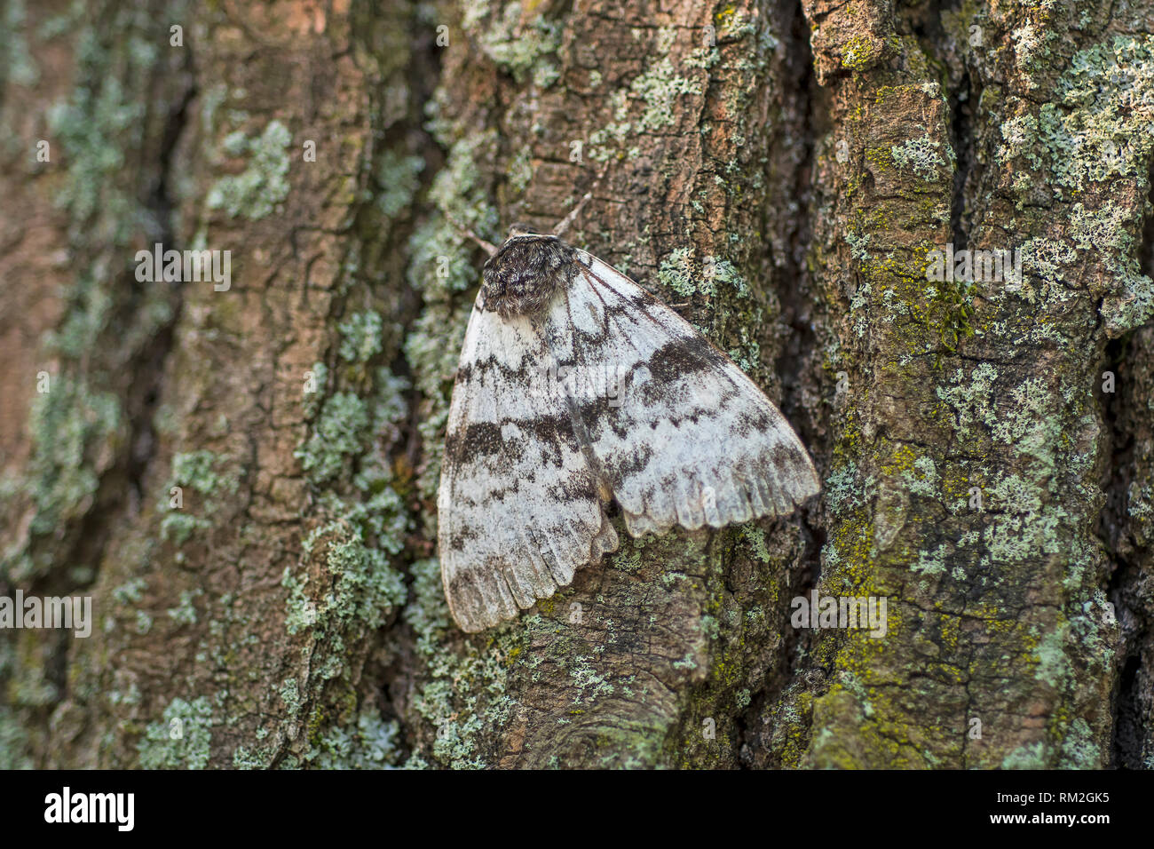 Witwe underwing Motte auf einem Baum in Killbear Provincial Park in Ontario ruhen Stockfoto