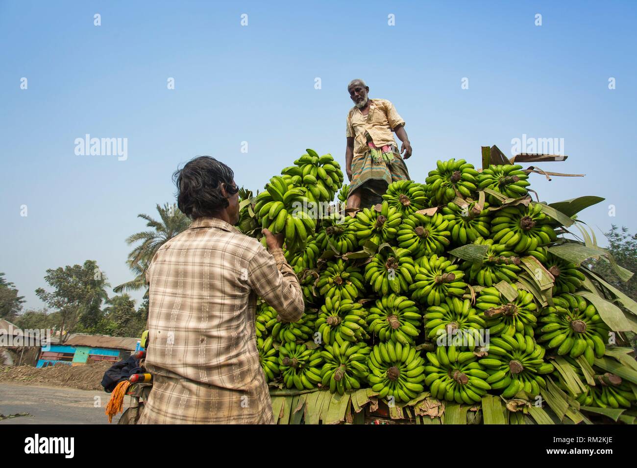 Bangladeshi Arbeit stapeln und laden zu Pickup van auf grüne Bananen an Großhandel Gemüsemarkt, auf modhupur Basar, Stockfoto
