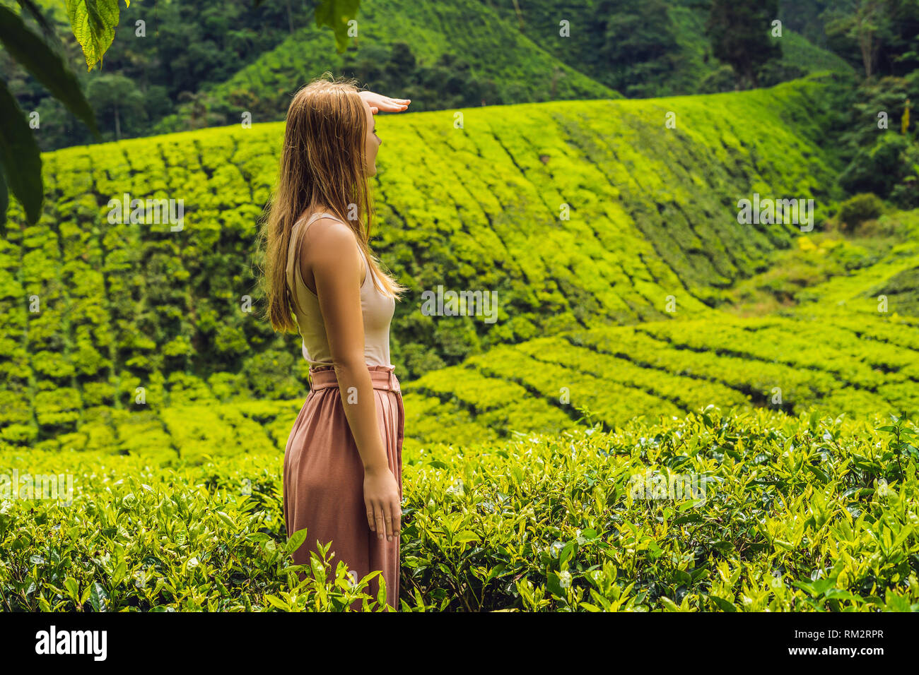 Frauen Tourist auf einer Teeplantage. Natürliche, frische Teeblätter im Tee Bauernhof in Cameron Highlands, Malaysia. Ökotourismus Konzept Stockfoto