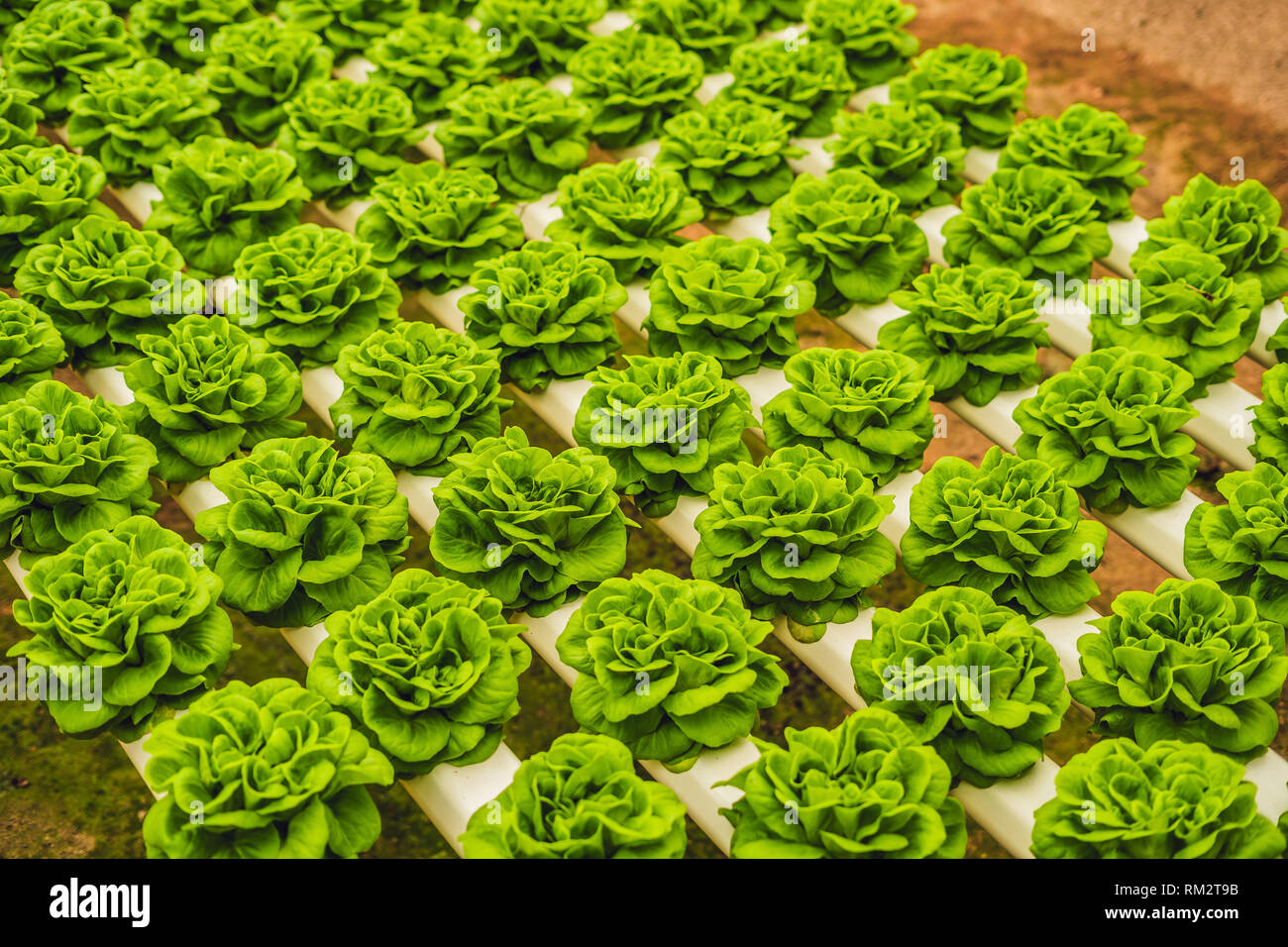 Frische Salatblätter, Nahaufnahme, Kopfsalat Kopfsalat Pflanze, hydroponic pflanzliche Blätter. Biologische Lebensmittel, Landwirtschaft und hydroponic conccept Stockfoto