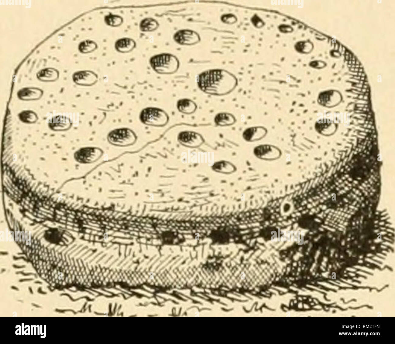 . Jahresbericht des Verwaltungsrats der Smithsonian Institution. Smithsonian Institution; Smithsonian Institution. Archive; Entdeckungen in der Wissenschaft. Materialien ZU SCHREIBEN VOR DER ERFINDUNG DES BUCHDRUCKS.fi 48 ilu Königsgräber der gleichen Art, so zahlreich in K: y]) t, in Asien und Indien. Mosl dieser Denkmäler sind coered mit Inschriften von mehr oder weniger lengtli. Freistehende Felsen und HÜNENGRÄBER. DKSKiNS, Tassen, A. NI) liASINS, PICTORIAr. Und symbolischen Inschriften. Diese Denkmäler sind mehr als die vorhergehenden inimerous^. Wir lind Sie über jeden Teil der Erde verstreut; der Mensch hat Stockfoto