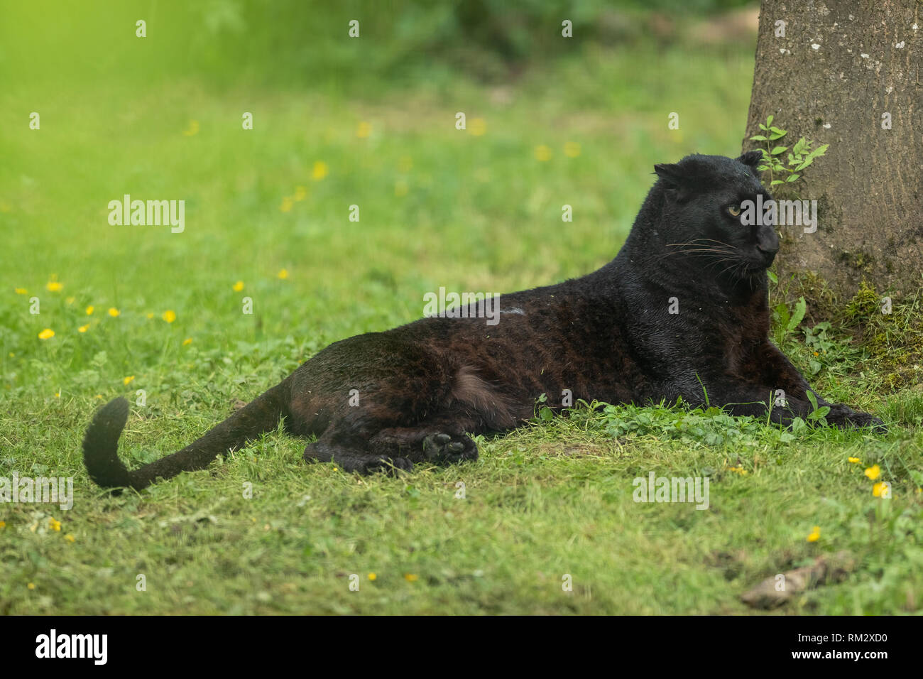 Black Panther im Dschungel Stockfoto