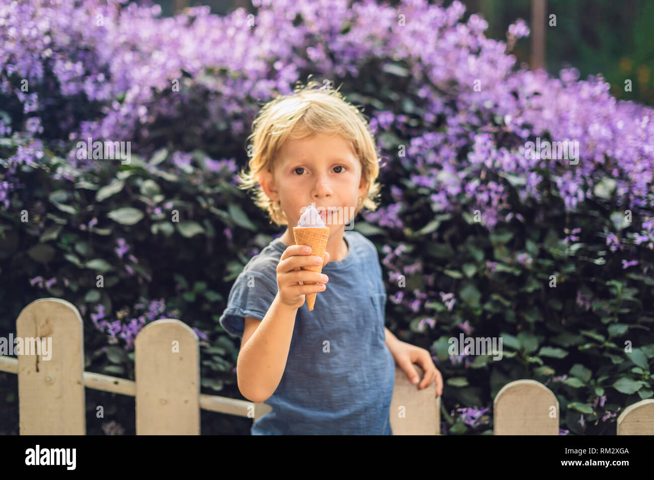 Der junge isst Lavendel Eis auf dem Hintergrund einer lavendelfeld Stockfoto