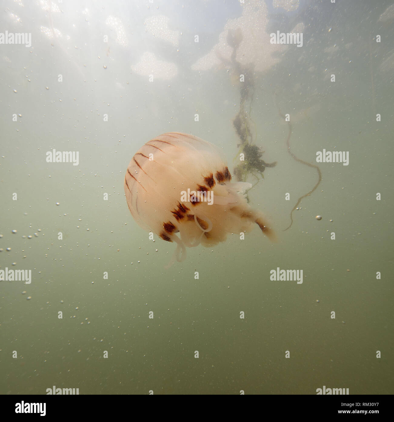 Der Kompass Quallen schwimmen um Salcombe in North Devon. Stockfoto