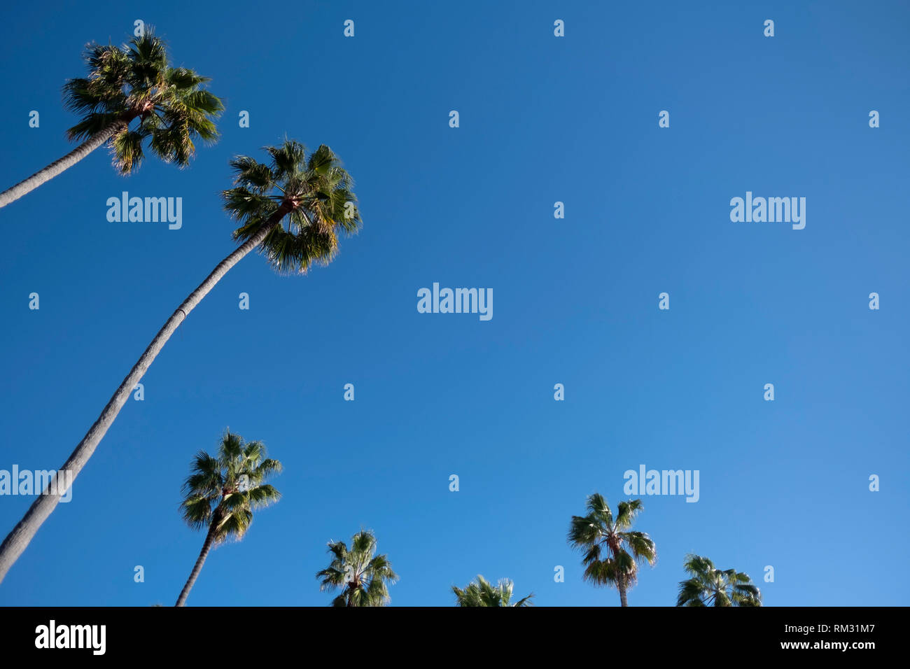 Palmen gegen den Himmel Stockfoto