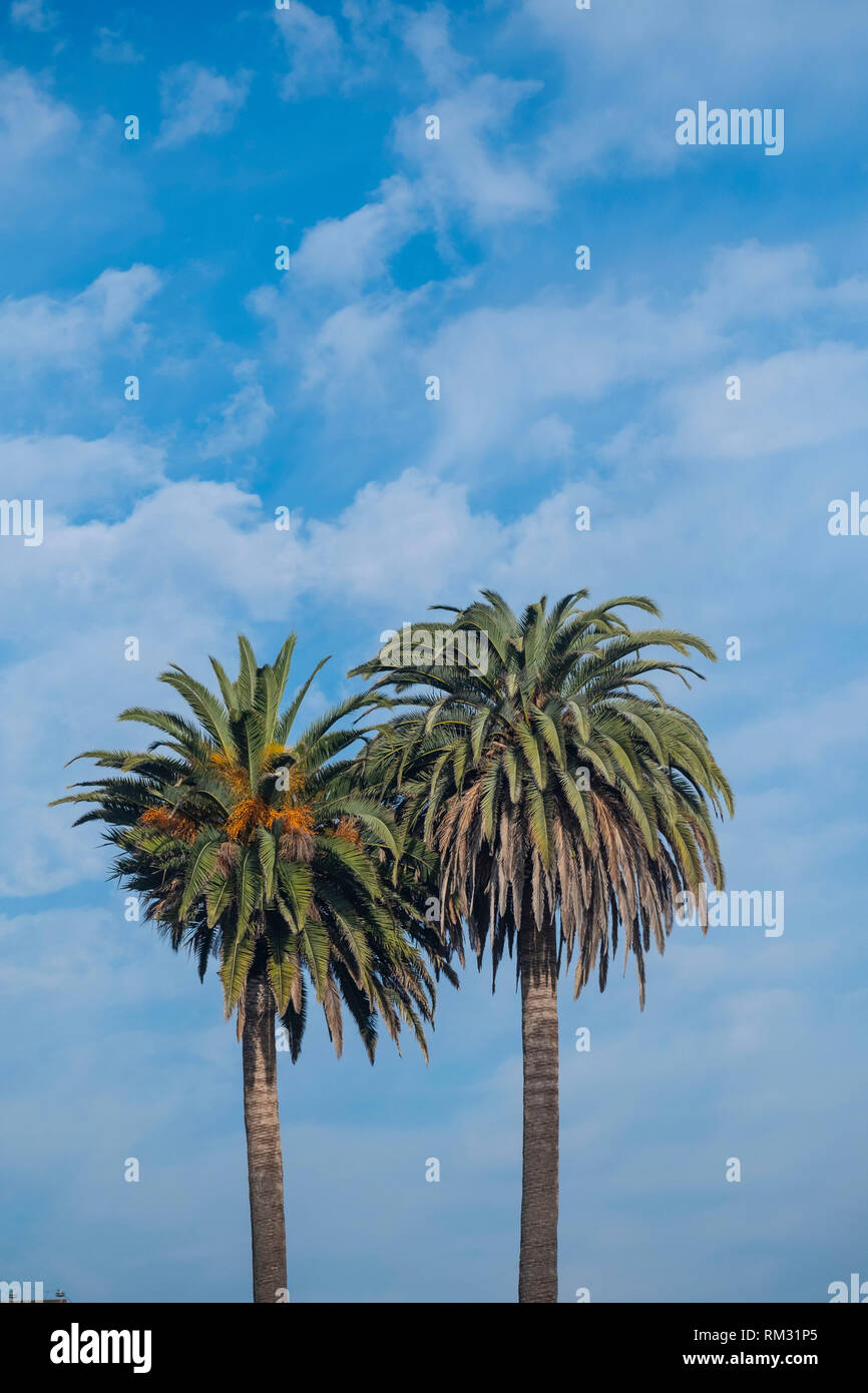 Palmen gegen den Himmel Stockfoto