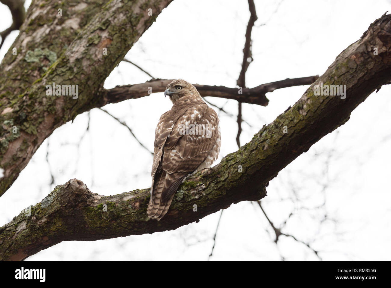 Ein jugendlicher Red-tailed Hawk (Buteo Jamaicensis) in einem Baum auf dem Mount Auburn Cemetery in Cambridge, Massachusetts, USA. Stockfoto