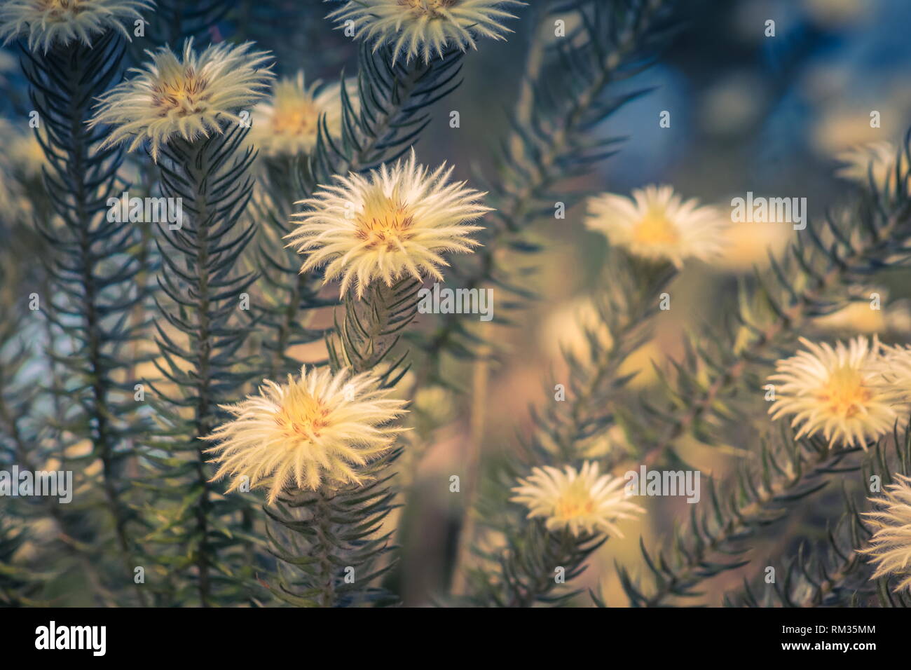 Phylica pubescens, auch bekannt als Featherhead, veerkoppie und Flanell Blume. Diese Pflanze ist sehr auf die Nahrung für Bienen. Stockfoto