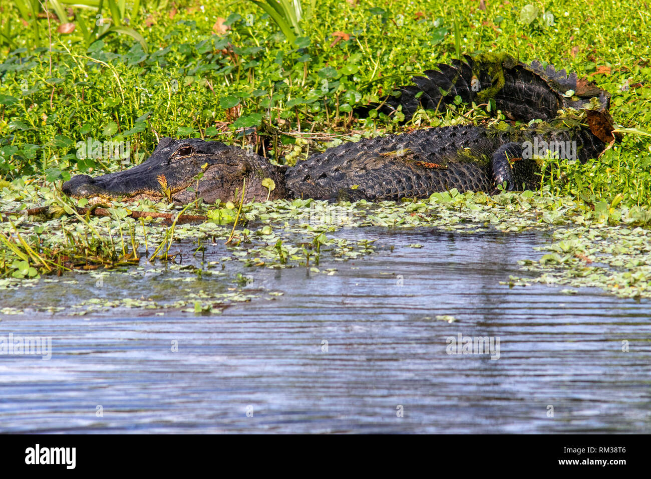 American alligator (Alligator mississippiensis) - Green Cay Feuchtgebiete - Boynton Beach, Florida, USA Stockfoto