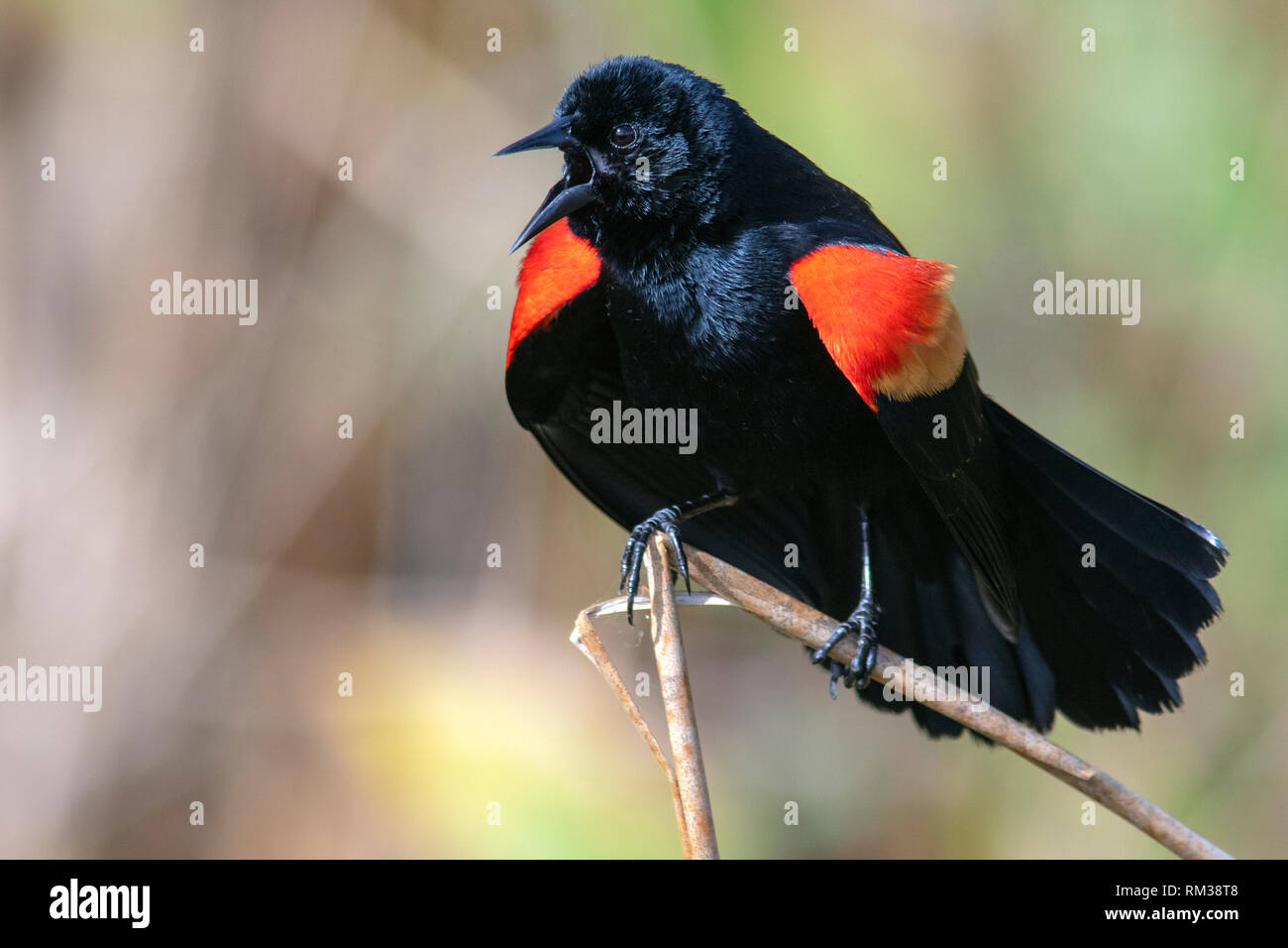 Männlich Red-winged blackbird (Agelaius phoeniceus) Anzeige - Green Cay Feuchtgebiete - Boynton Beach, Florida, USA Stockfoto