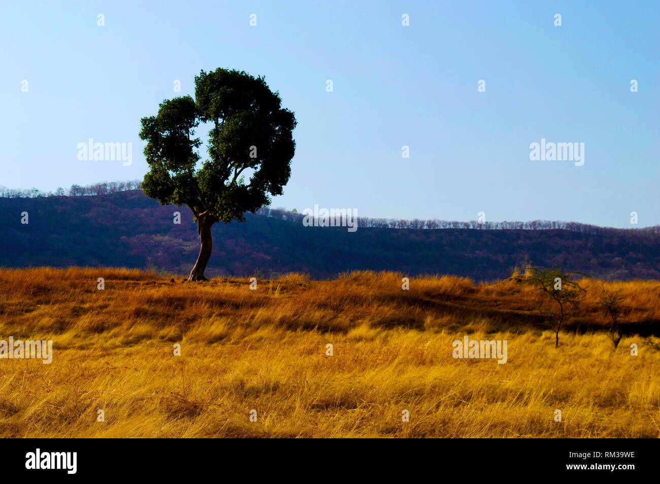 Landschaft mit einem Baum, Pune, Maharashtra, Indien Stockfoto