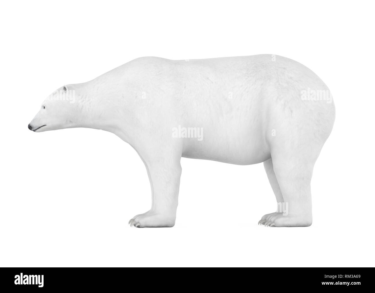 Polar Bear isoliert Stockfoto