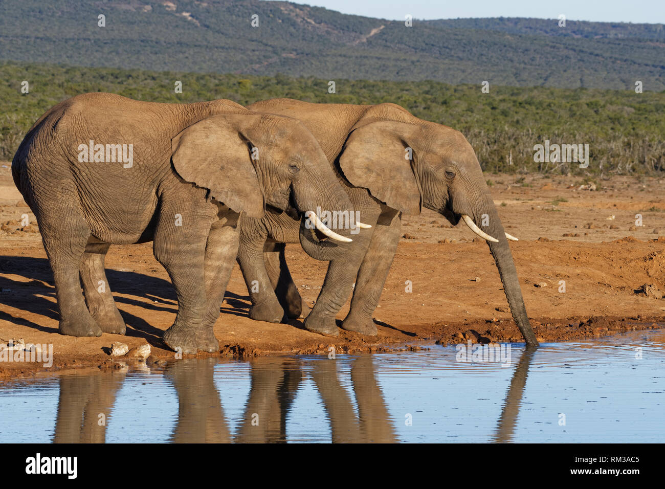 Afrikanischen Busch Elefanten (Loxodonta africana), zwei erwachsenen Männchen, das Trinken an einem Wasserloch, Addo Elephant National Park, Eastern Cape, Südafrika, Afrika Stockfoto