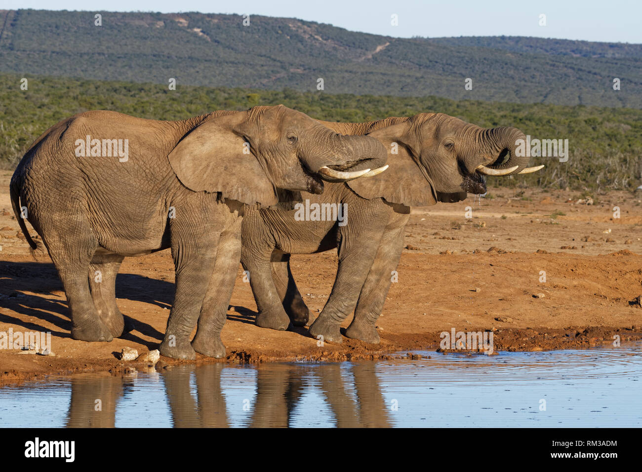 Afrikanischen Busch Elefanten (Loxodonta africana), zwei erwachsenen Männchen, das Trinken an einem Wasserloch, Addo Elephant National Park, Eastern Cape, Südafrika, Afrika Stockfoto