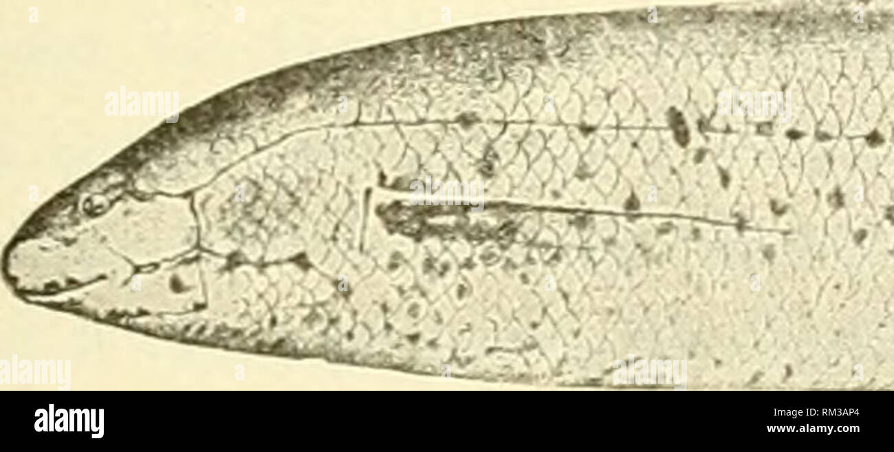 . Jahresbericht des Verwaltungsrats der Smithsonian Institution. Smithsonian Institution; Smithsonian Institution. Archive; Entdeckungen in der Wissenschaft. Die elterliche Sorge unter den Süßwasser-Fischen. 415 Die PROTOPTERES. Von den drei beschriebenen Protopteri die früheste bekannte, Protopterus annectens, hat die größte Auswahl, die von den Strömen der Trop - ical Afrika, nördlich des Kongo Becken, und von der in der Nähe der Westküste zum Nil. Protoptems cethioplcus ist eine Pflanzenart aus der Gattung der Vliite Nil, und Protopterus doUoi des Kongo River. Die letzte distin- kungen für die schlanke Bod}^ und viele Rippen (54) Stockfoto