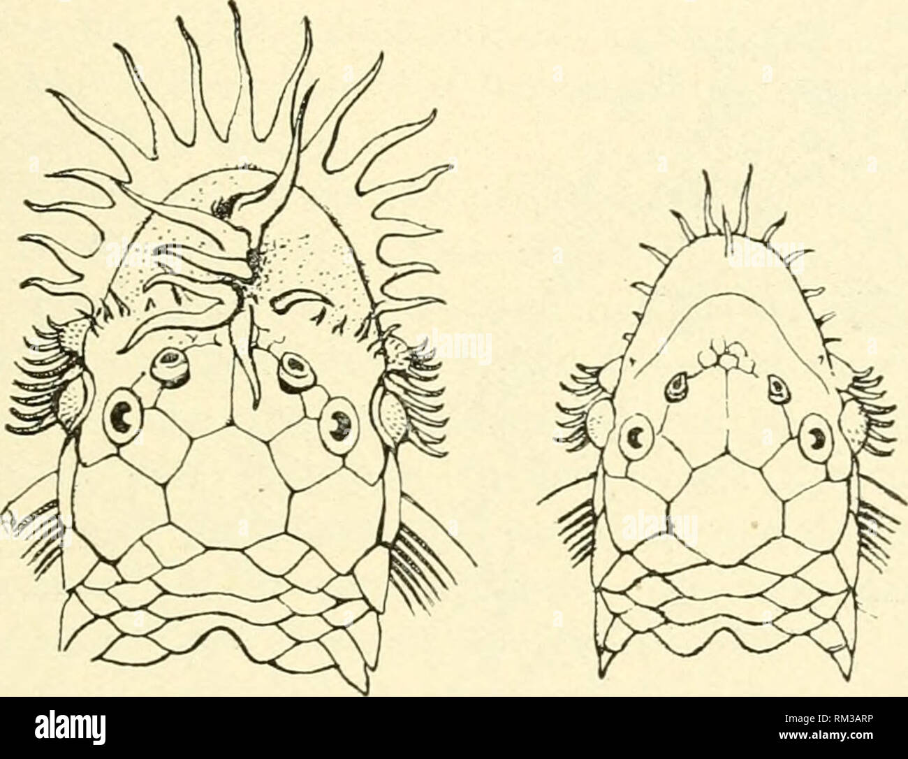 . Jahresbericht des Verwaltungsrats der Smithsonian Institution. Smithsonian Institution; Smithsonian Institution. Archive; Entdeckungen in der Wissenschaft. Die elterliche Sorge unter den Süßwasser-Fischen. 409 gle Instanz, in der die männlichen ist hirger tlian der weiblichen."''^ Nicht im sehr chaj^ ter mit dieser Behauptung Darwin stellt drei Arten von Fischen durch Giinther ausgewählt, in denen Männchen größer als die Weibchen dar; sie sind mit dem Namen Callionymus Lyra (Abb. 29), Xiphophorus hcUerl (Abb. 30), und Plecostomus harhatus (Abb. 31). Diese Arten, werden es bemerkte, haben die Geschlechter graben Stockfoto