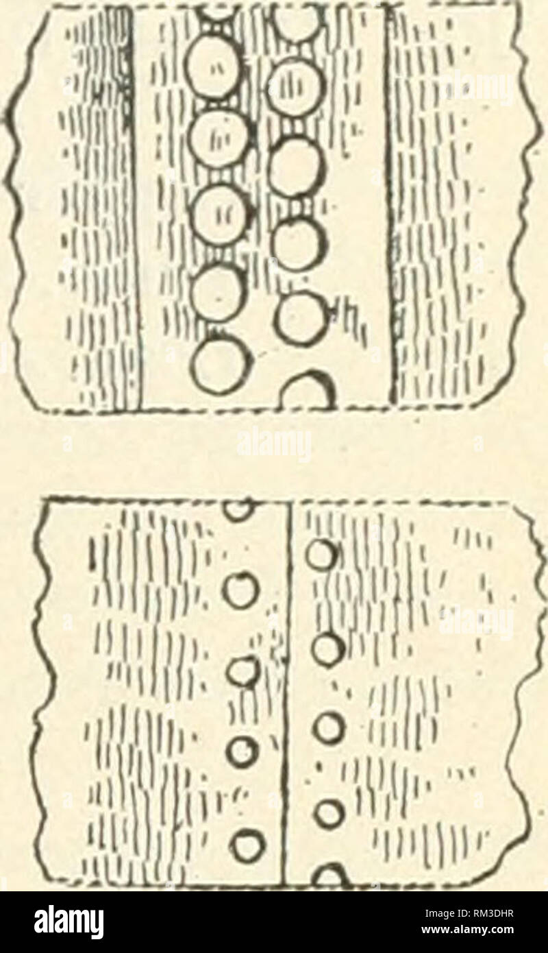 . Jahresbericht des Verwaltungsrats der Smithsonian Institution. Smithsonian Institution; Smithsonian Institution. Archive; Entdeckungen in der Wissenschaft. Die prähistorische Kunst. 647 1^ Zoll im widtli, Wunde auf der Außenseite S]) irally von Ende zu Ende und mit kleinen, Messing oder Bronze Nägeln befestigt. Es war in der Grafschaft Mayo, 1791 gefunden, in einem Turf Moor, etwa 9 Fuß unter der Oberfläche, absolut gerade war und den Wald klingen, aber da Krieg]) Ed aus Form im Trocknen. Andere Stücke Holz- Hörner waren im Jahr 1837 in einem Moor bei Killyfaddy, in der Nähe von Clogher, County Tyrone gefunden. Diese wurden in der gleichen maniiei gemacht? Ein Stockfoto