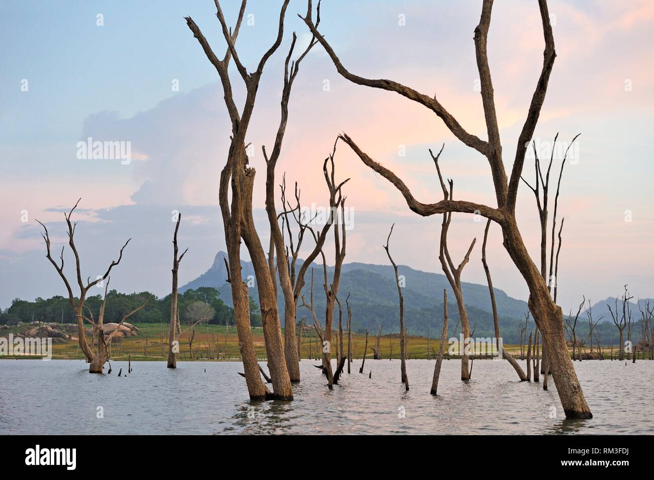 Senanayake Samudraya See, Gal Oya Nationalpark, Sri Lanka, Indien, Südasien. Stockfoto