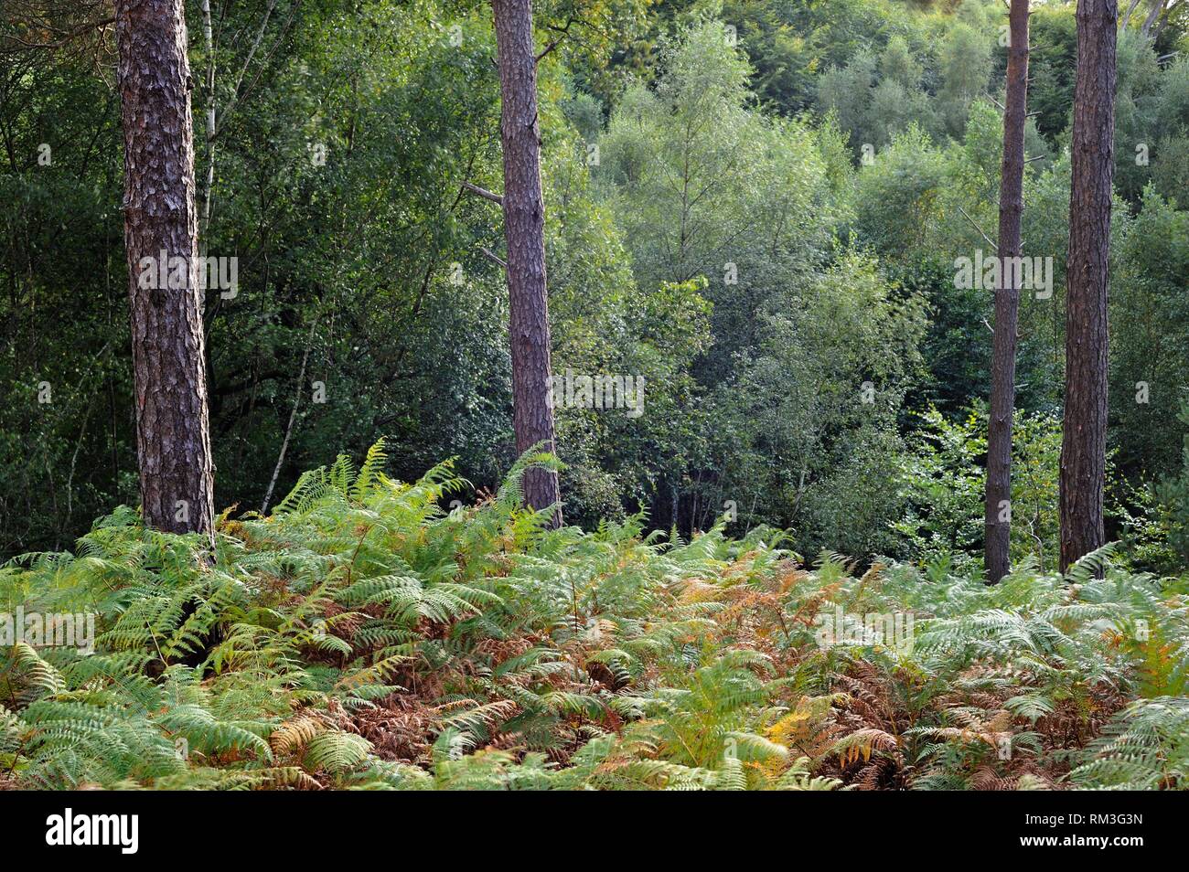 Adler farn Bett (Pteridium aquilinum) im Wald von Rambouillet, Haute Vallée de Chevreuse Regionalen Naturpark, Departement Yvelines, Ile de Stockfoto