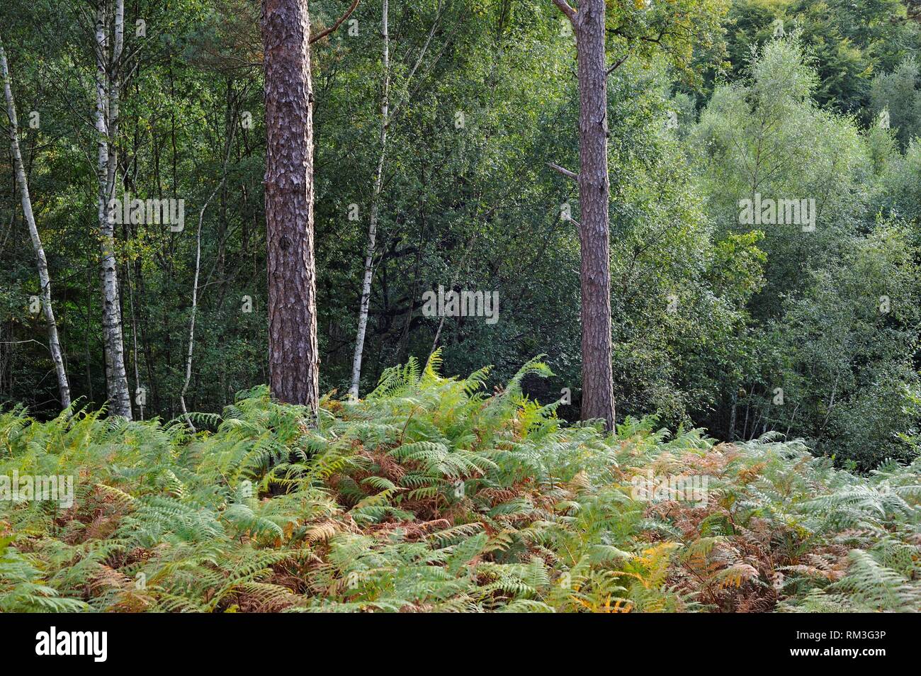 Adler farn Bett (Pteridium aquilinum) im Wald von Rambouillet, Haute Vallée de Chevreuse Regionalen Naturpark, Departement Yvelines, Ile de Stockfoto