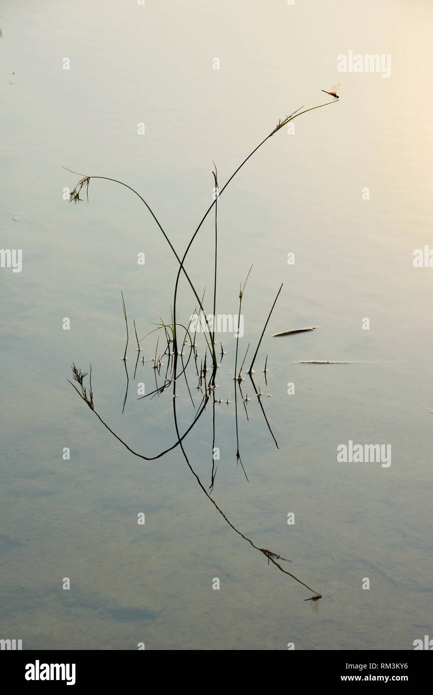 Gras Reflexion in noch Wasser, Valsad, Gujarat, Indien, Asien Stockfoto