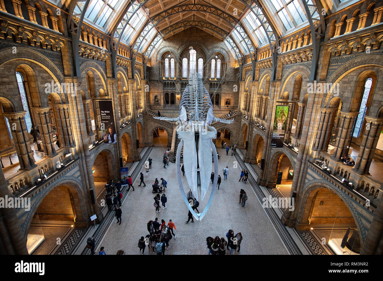 Das Natural History Museum, London, UK Stockfoto