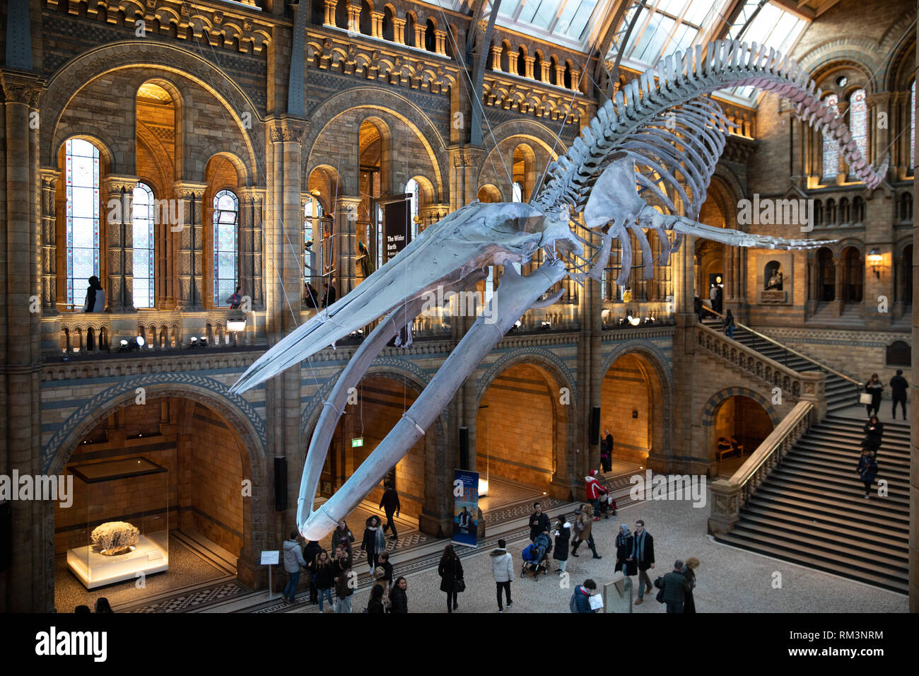 Das Natural History Museum, London, UK Stockfoto