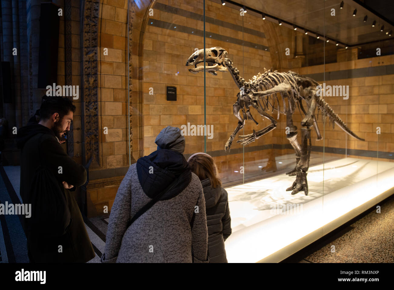 Um einen fossilen Dinosaurier Skelett im Natural History Museum, London, UK Stockfoto