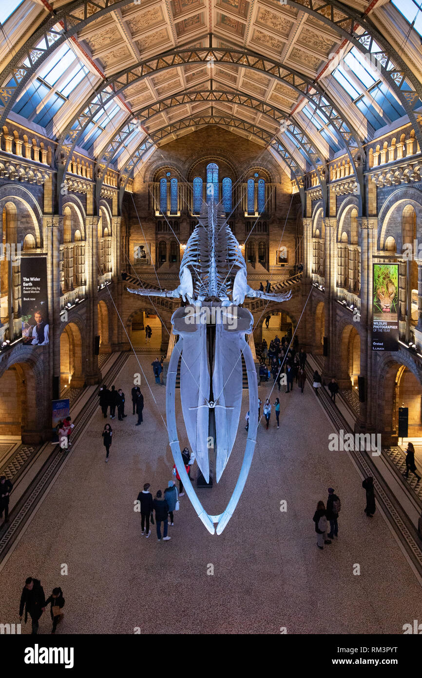 Das Natural History Museum, London, UK Stockfoto